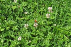 Small-Copper-Butterfly
