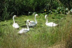 Swans-On-Whites-River-2