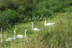 Swans-On-Whites-River