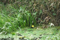 Water-Lillies-on-Whites-River
