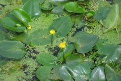 Water-Lilly-on-Division-Rhyne