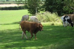 Young-Bull-at-Woodford-Bridge-2