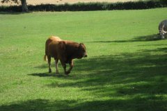 Young-Bull-at-Woodford-Bridge-3