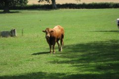 Young-Bull-at-Woodford-Bridge