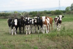Young-Cattle-on-James-Weir-River