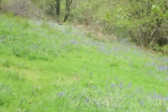 Bluebells Parson's Close Plantation near Pooltown (2)