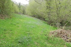 Bluebells Parson's Close Plantation near Pooltown