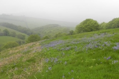 Bluebells above Washford River (2)