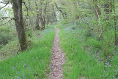 Bluebells above Washford River (3)