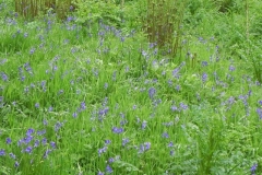 Bluebells above Washford River