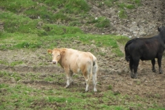 Bullocks near Tar Water Cottages (1)