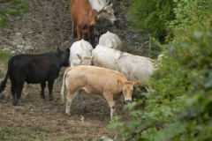 Bullocks near Tar Water Cottages (2)