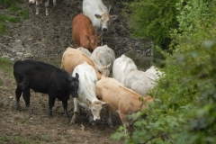 Bullocks near Tar Water Cottages (3)