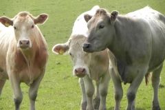 Bullocks near Treborough Farm (1)