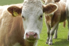 Bullocks near Treborough Farm (10)