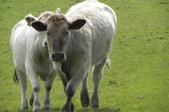 Bullocks near Treborough Farm (2)