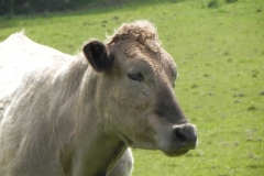 Bullocks near Treborough Farm (3)