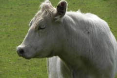 Bullocks near Treborough Farm (4)