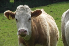 Bullocks near Treborough Farm (5)