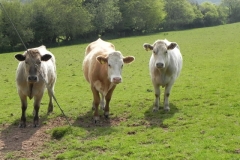 Bullocks near Treborough Farm (6)