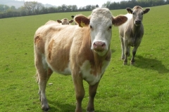 Bullocks near Treborough Farm (7)