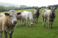Bullocks near Treborough Farm (8)