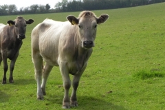 Bullocks near Treborough Farm (9)