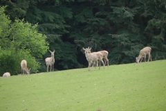 Deer herd near Washford River (1)