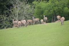 Deer herd near Washford River (2)