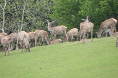 Deer herd near Washford River (3)