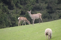 Deer herd near Washford River (4)
