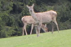 Deer herd near Washford River (5)