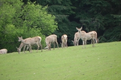 Deer herd near Washford River (6)