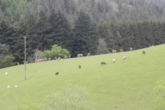 Deer herd near Washford River