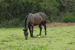 Horse by Washford River (1)