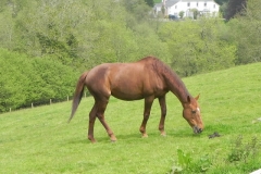 Horse by Washford River (2)