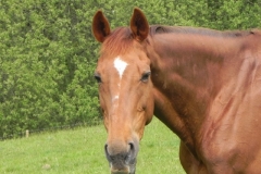 Horse by Washford River (3)