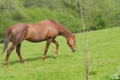 Horse by Washford River (4)