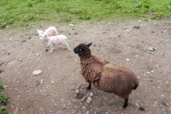 Lambs and mum by Washford River