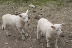 Lambs near Washford River