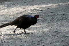 Pheasant by Washford River (1)