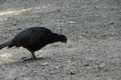 Pheasant by Washford River (2)
