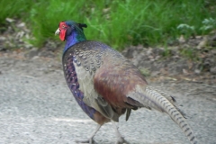 Pheasant by Washford River (3)