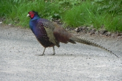 Pheasant by Washford River (4)
