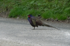 Pheasant by Washford River (5)