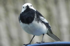 Pied Wagtail by Washford River (1)