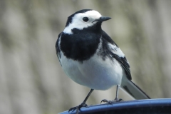 Pied Wagtail by Washford River (2)