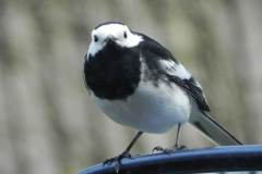 Pied Wagtail by Washford River (3)