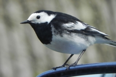 Pied Wagtail by Washford River (4)