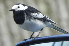 Pied Wagtail by Washford River (5)